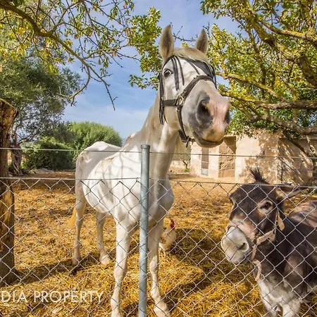 Pegasus * Alcudia (Mallorca)